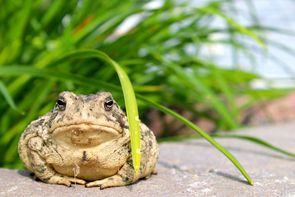 Where to see American Toad in Prince Edward Island in Prince Edward Island National Park