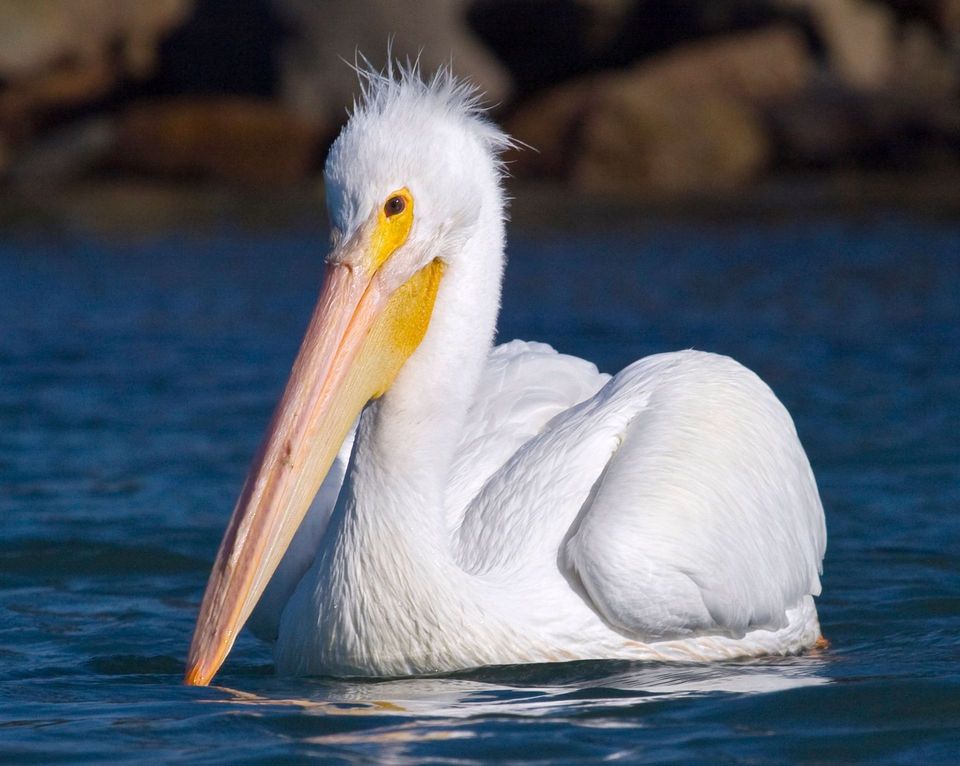 Where to see American White Pelican in Cape Hatteras in Cape Hatteras National Seashore