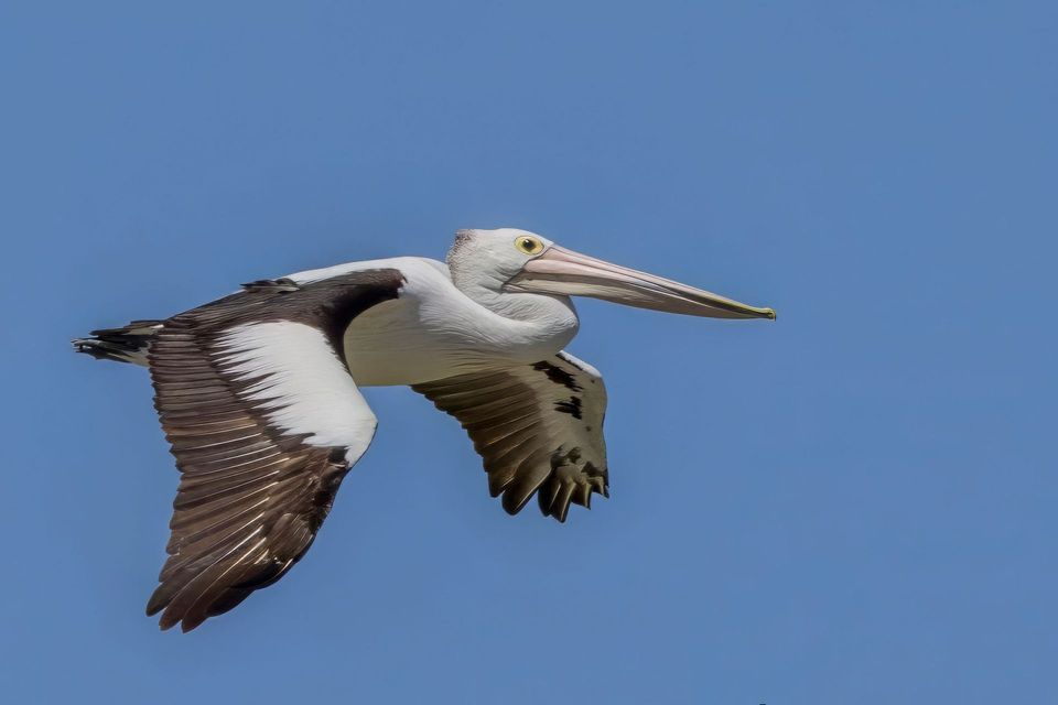 Where to see Australian Pelican in Grampians in Grampians National Park