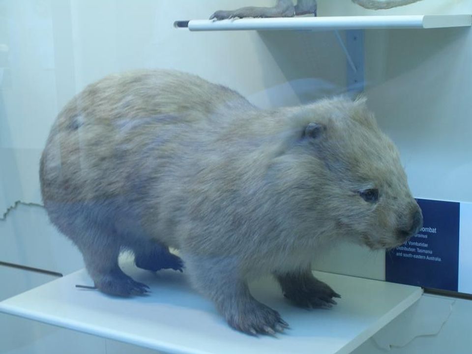 Where to see Bare-nosed Wombat in Wilsons Promontory in Wilsons Promontory National Park