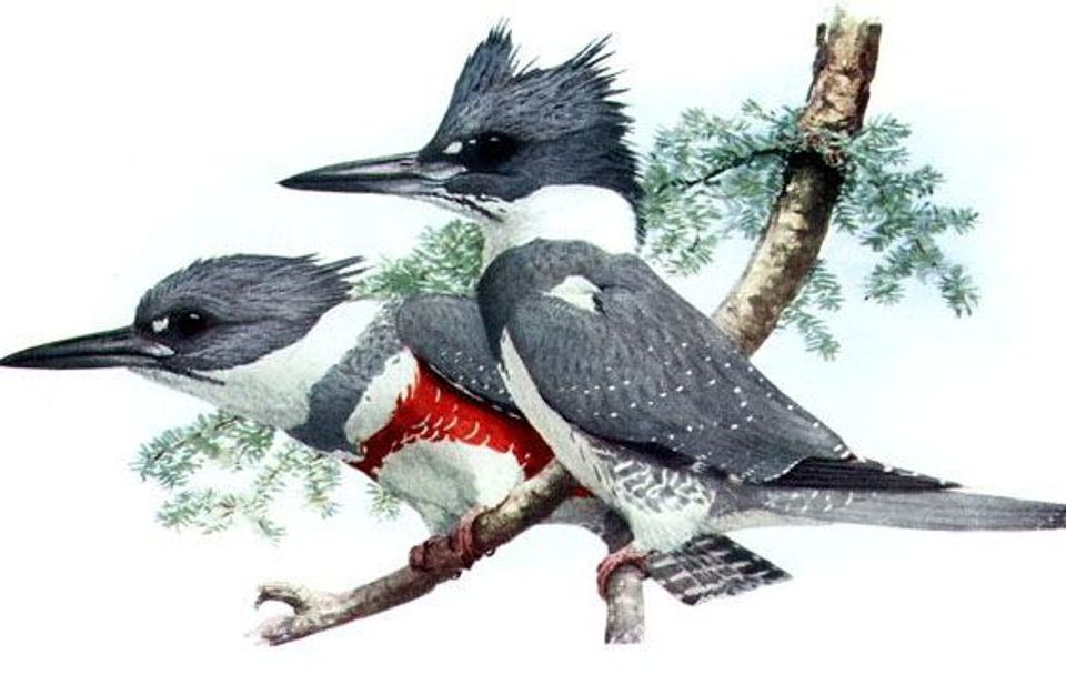 Where to see Belted Kingfisher in Prince Edward Island in Prince Edward Island National Park