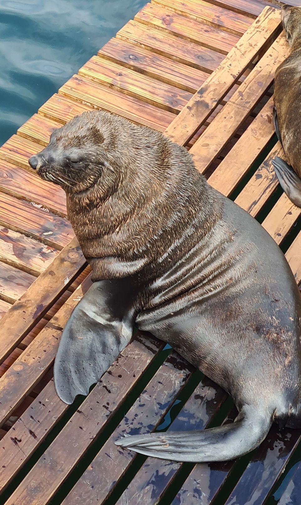 Where to see Brown Fur Seal in Wilsons Promontory in Wilsons Promontory National Park