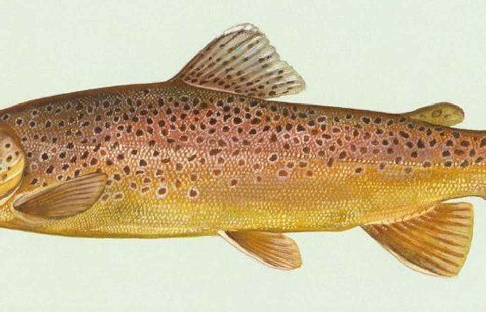 Where to see Brown Trout in Eryri in Eryri National Park