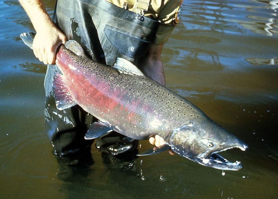 Where to see Chinook Salmon in Columbia River Gorge in Columbia River Gorge National Scenic Area