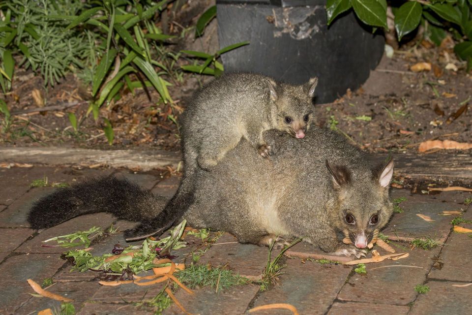 Where to see Common Brushtail Possum in Ikara-Flinders Ranges in Ikara-Flinders Ranges National Park