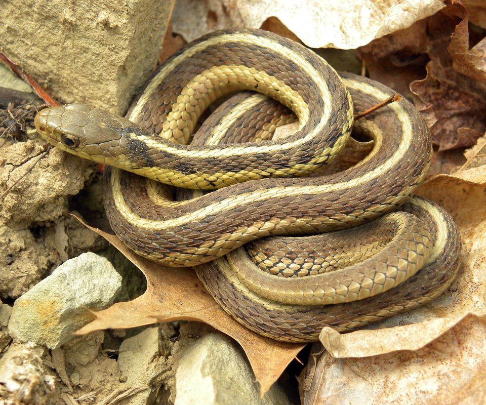 Where to see Common Garter Snake in Natchez Trace in Natchez Trace Parkway