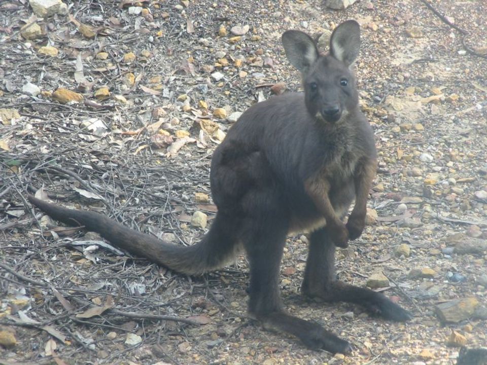 Where to see Common Wallaroo in Ikara-Flinders Ranges in Ikara-Flinders Ranges National Park