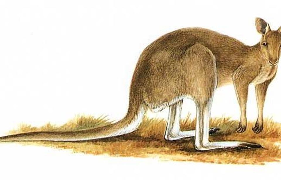 Where to see Eastern Grey Kangaroo in Grampians in Grampians National Park