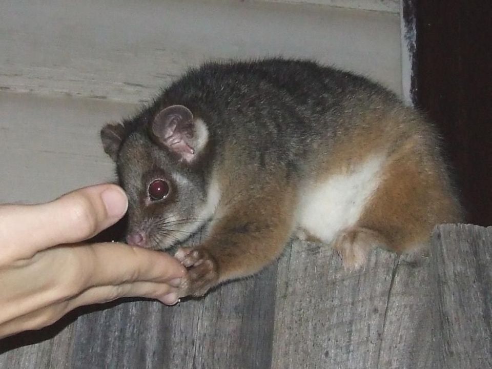 Where to see Eastern Ring-tailed Possum in Grampians in Grampians National Park