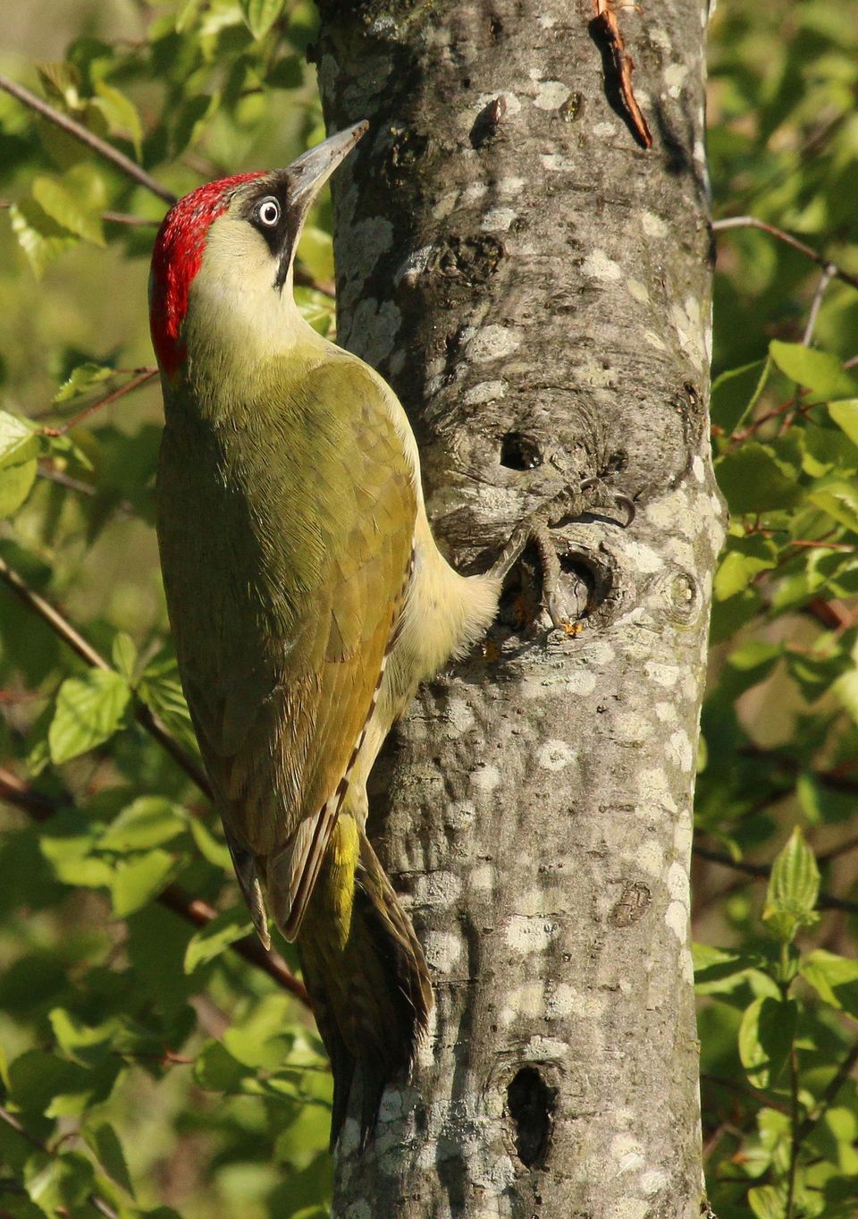 Where to see Eurasian Green Woodpecker in New Forest in New Forest National Park