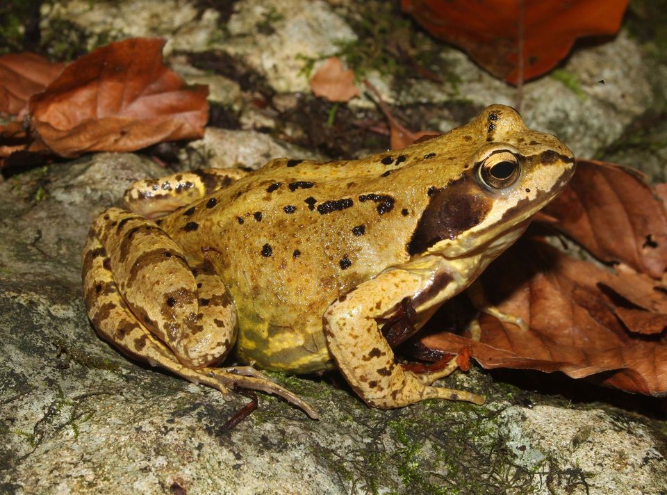 Where to see European Common Frog in Wicklow Mountains in Wicklow Mountains National Park