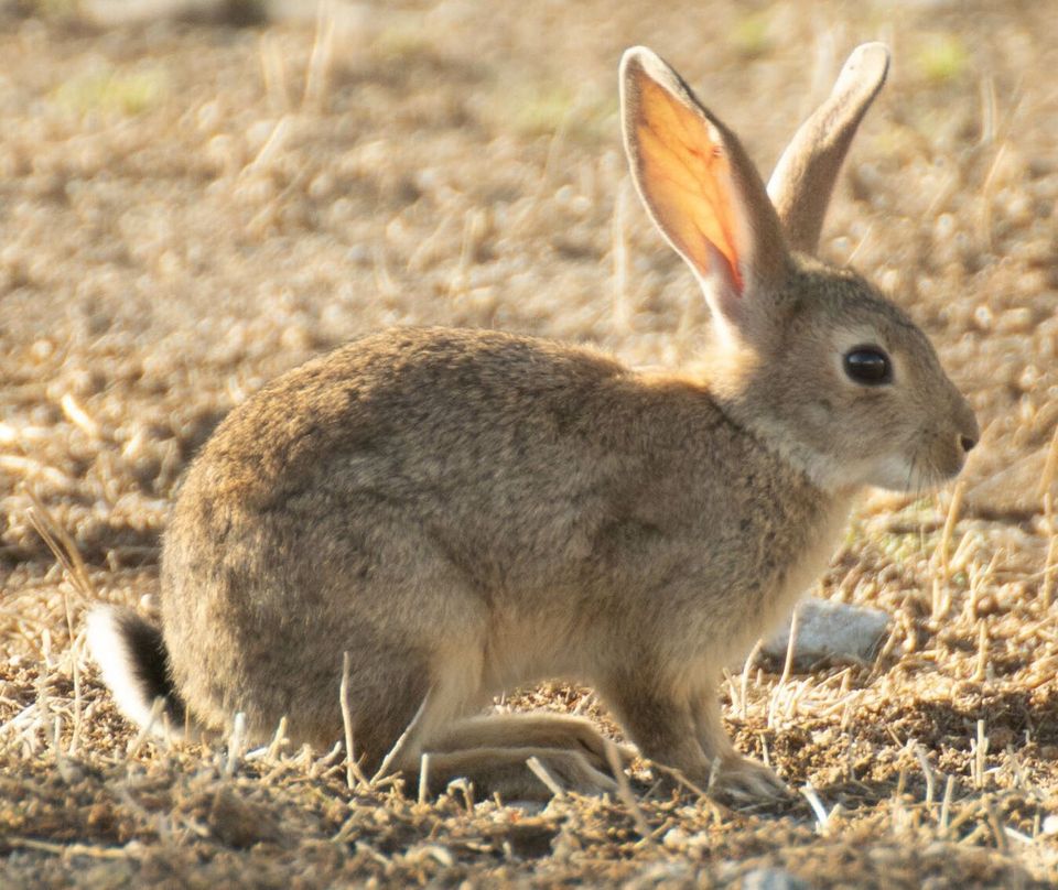 Where to see European Rabbit in Dartmoor in Dartmoor National Park