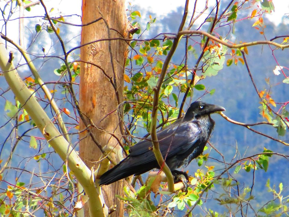 Where to see Forest Raven in Wilsons Promontory in Wilsons Promontory National Park