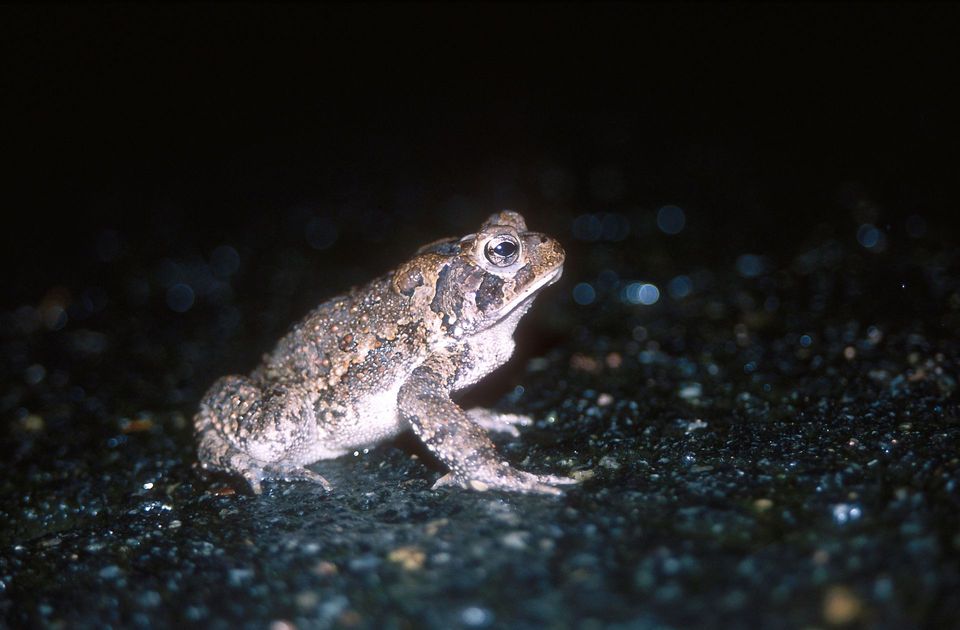 Where to see Fowler's Toad in Natchez Trace in Natchez Trace Parkway