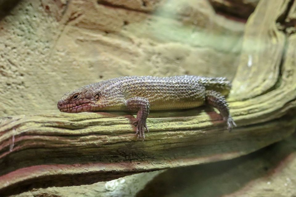 Where to see Gidgee Skink in Ikara-Flinders Ranges in Ikara-Flinders Ranges National Park