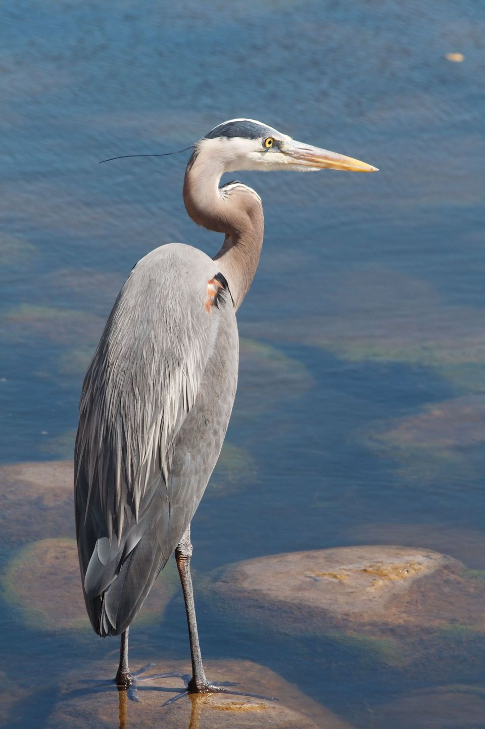 Where to see Great Blue Heron in Cape Hatteras in Cape Hatteras National Seashore