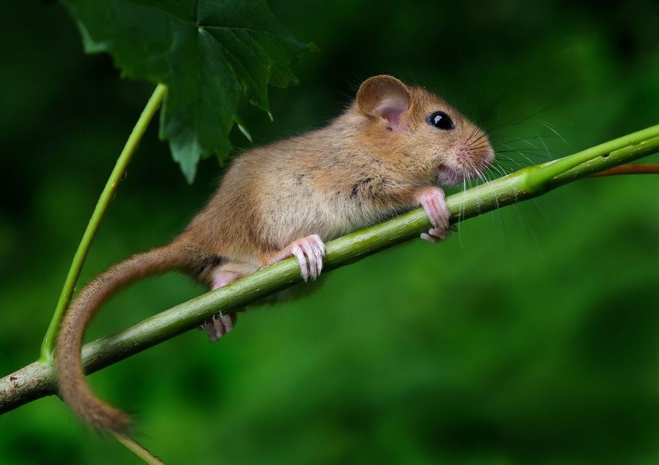 Where to see Hazel Dormouse in Dartmoor in Dartmoor National Park