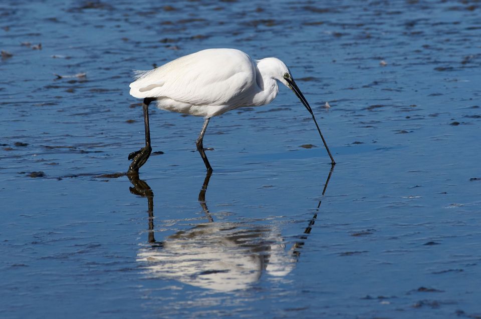 Where to see Little Egret in New Forest in New Forest National Park