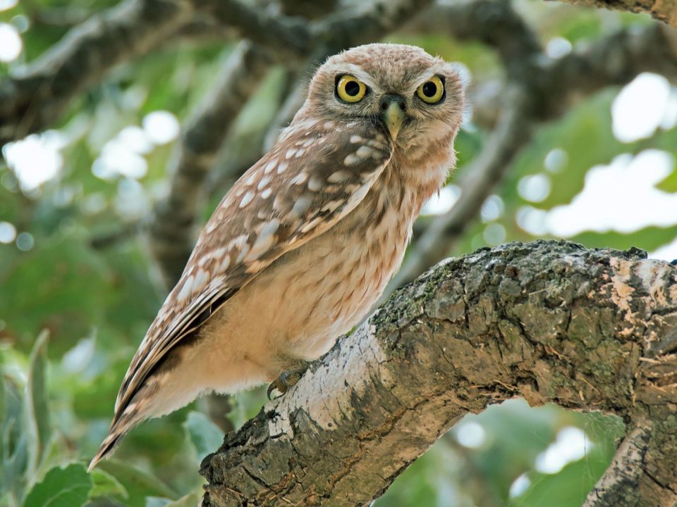 Where to see Little Owl in Peak District in Peak District National Park