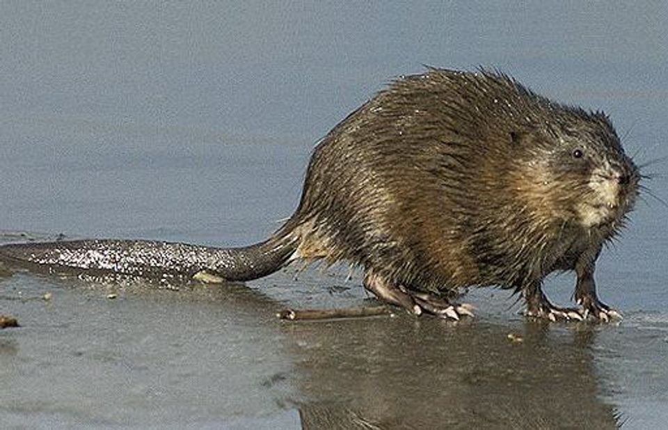 Where to see Muskrat in Prince Edward Island in Prince Edward Island National Park