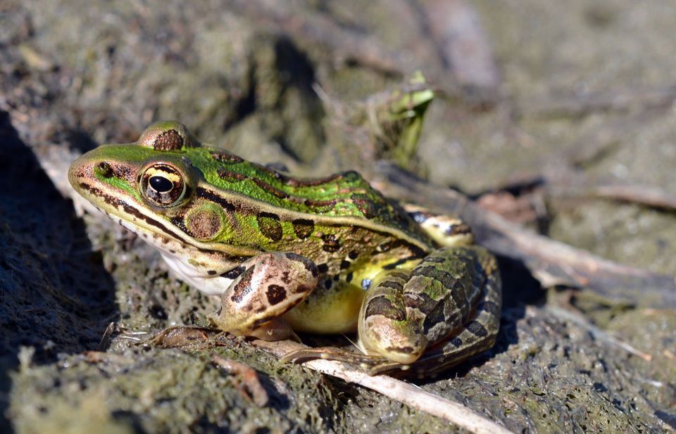 Where to see Northern Leopard Frog in Prince Edward Island in Prince Edward Island National Park