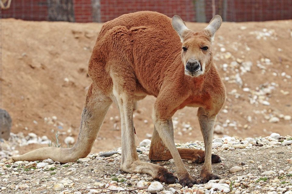 Where to see Red Kangaroo in Ikara-Flinders Ranges in Ikara-Flinders Ranges National Park