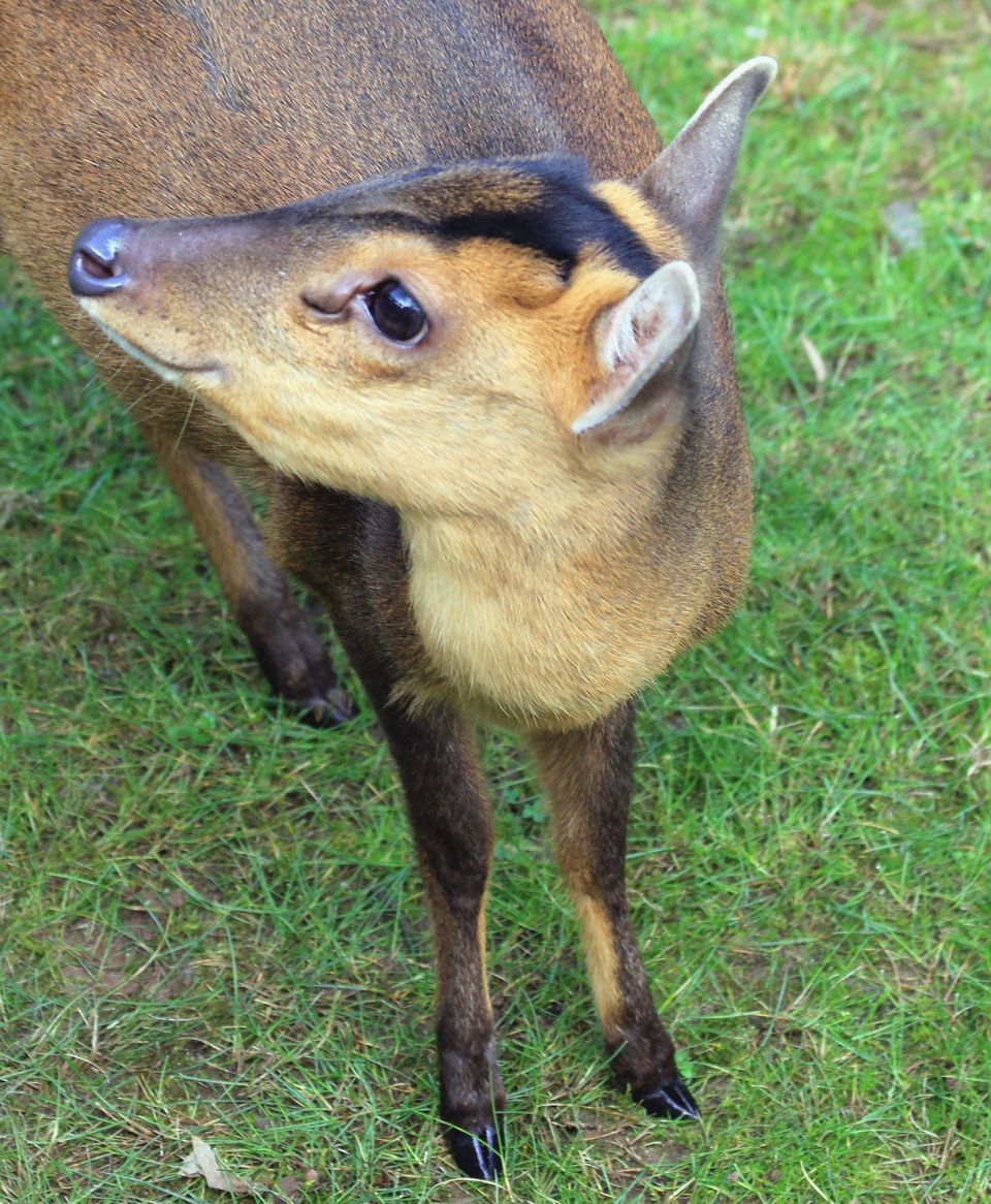 Where to see Reeves's Muntjac in New Forest in New Forest National Park