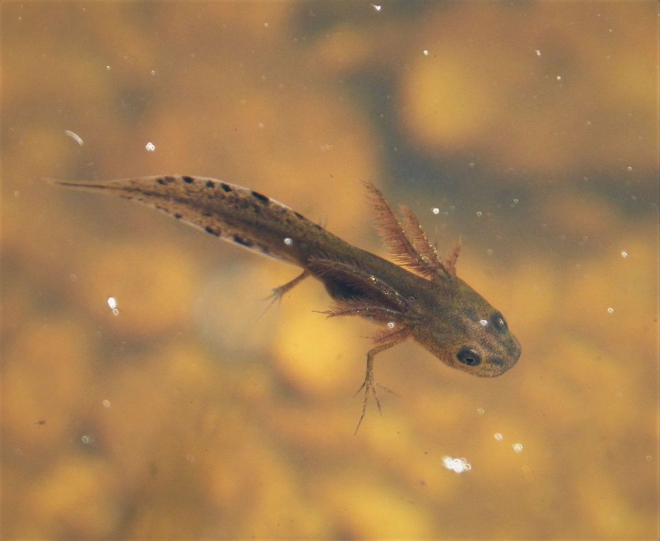 Where to see Smooth Newt in North York Moors in North York Moors National Park
