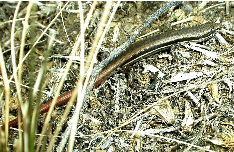 Where to see Southeastern Morethia Skink in Ikara-Flinders Ranges in Ikara-Flinders Ranges National Park