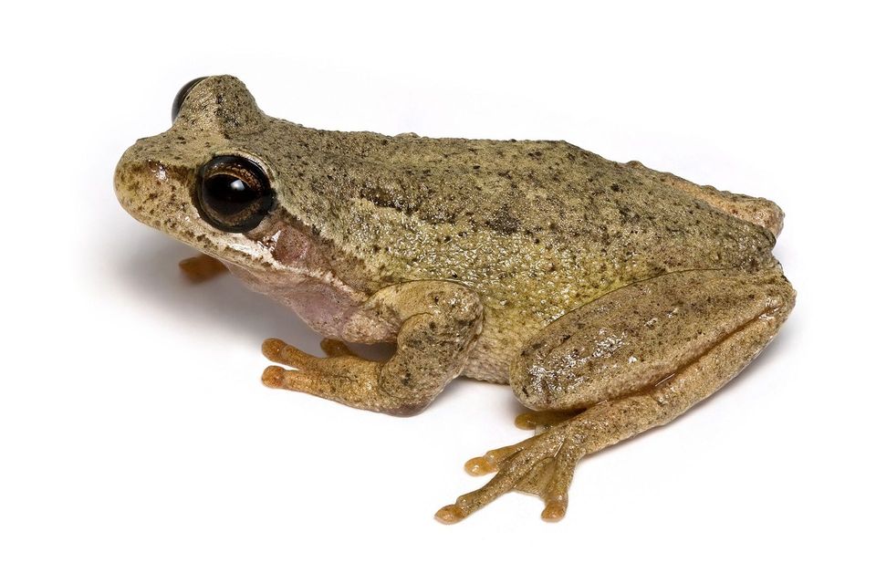 Where to see Southern Brown Tree Frog in Grampians in Grampians National Park