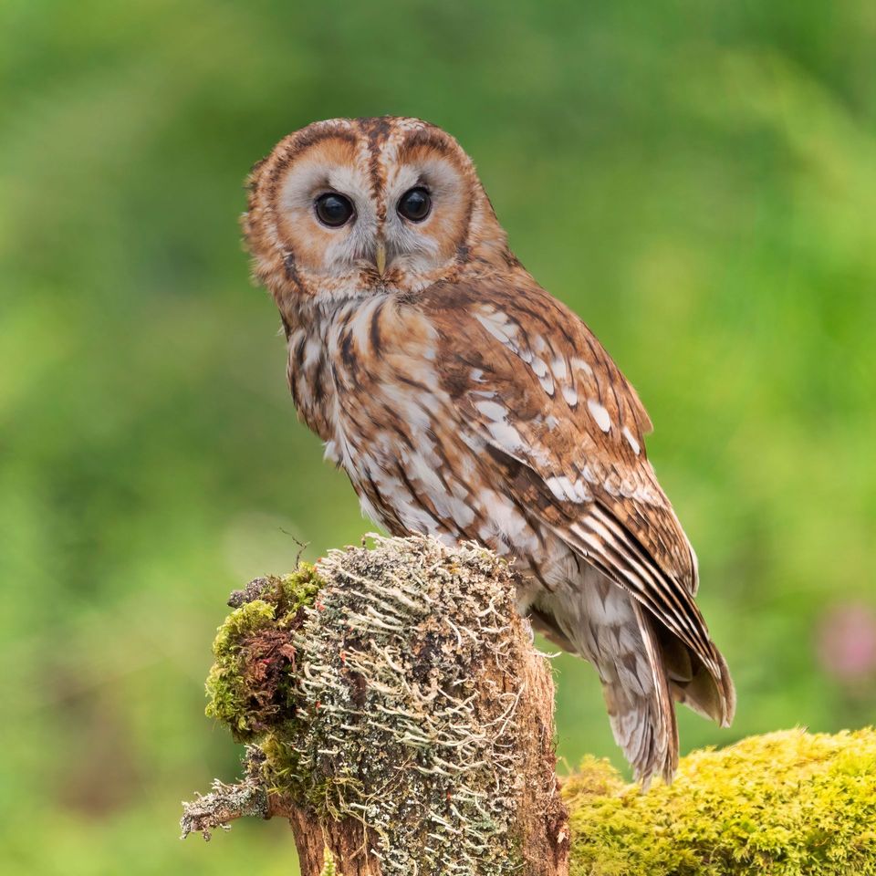 Where to see Tawny Owl in Peak District in Peak District National Park