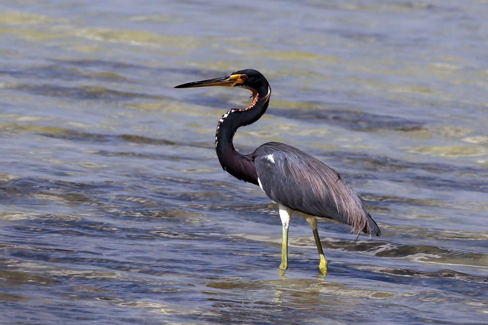 Where to see Tricolored Heron in Cape Hatteras in Cape Hatteras National Seashore