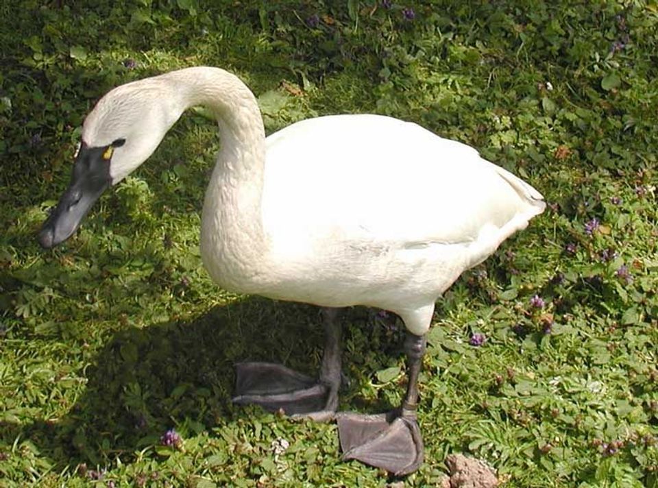 Where to see Tundra Swan in Cape Hatteras in Cape Hatteras National Seashore