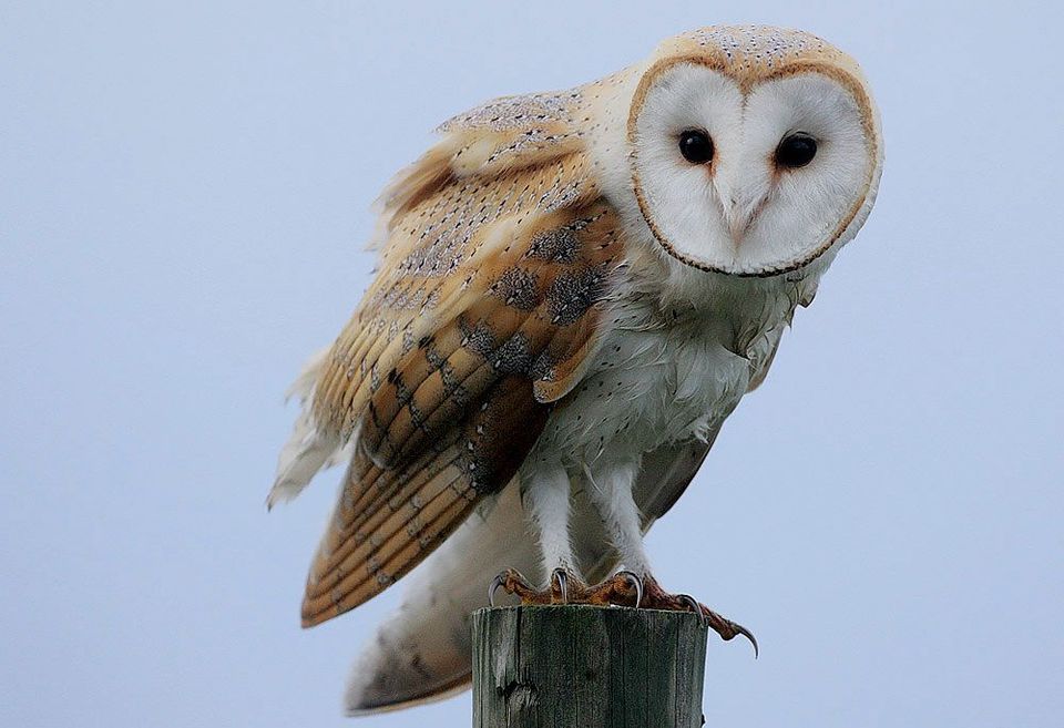 Where to see Western Barn Owl in Lake District in Lake District National Park