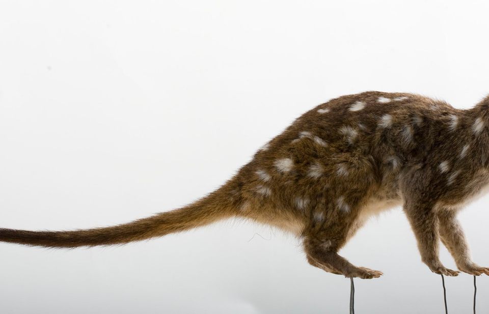 Where to see Western Quoll in Ikara-Flinders Ranges in Ikara-Flinders Ranges National Park