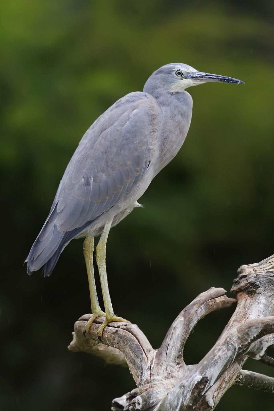 Where to see White-faced Heron in Wilsons Promontory in Wilsons Promontory National Park