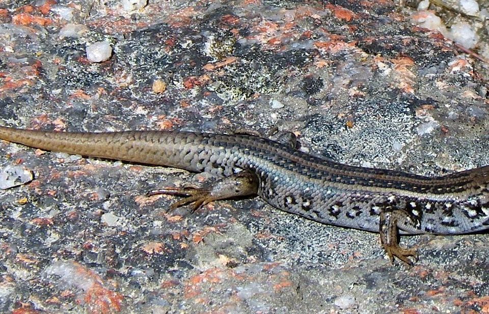Where to see White's Skink in Wilsons Promontory in Wilsons Promontory National Park