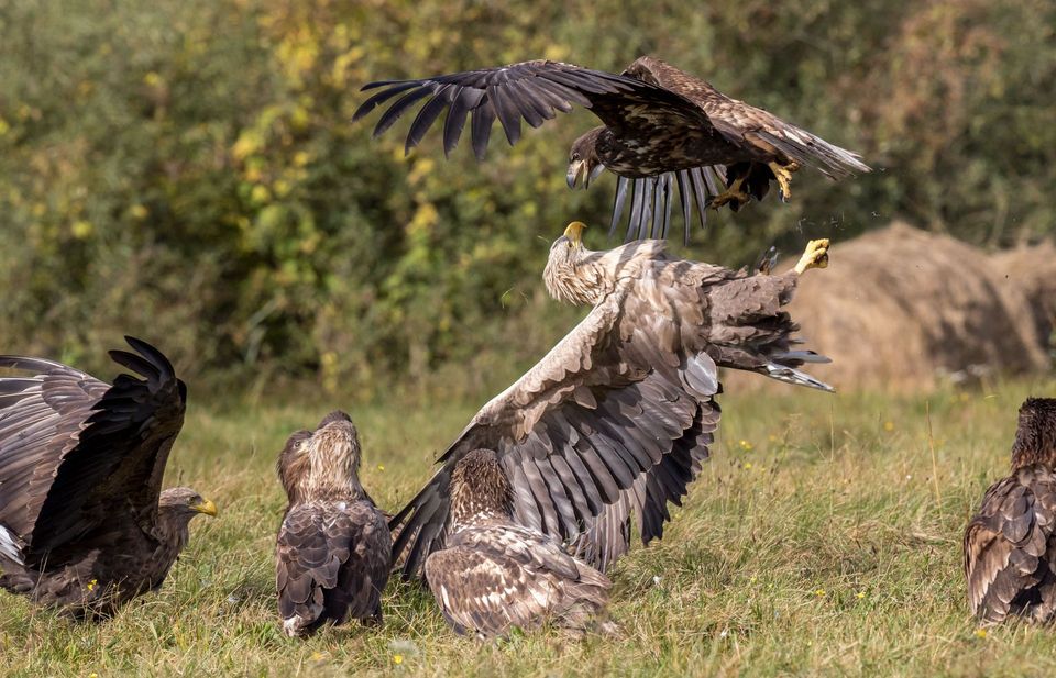 Where to see White-tailed Eagle in New Forest in New Forest National Park