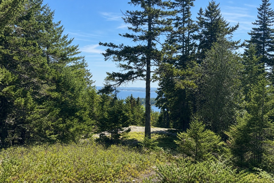 Asticou Ridge Trail in Acadia National Park
