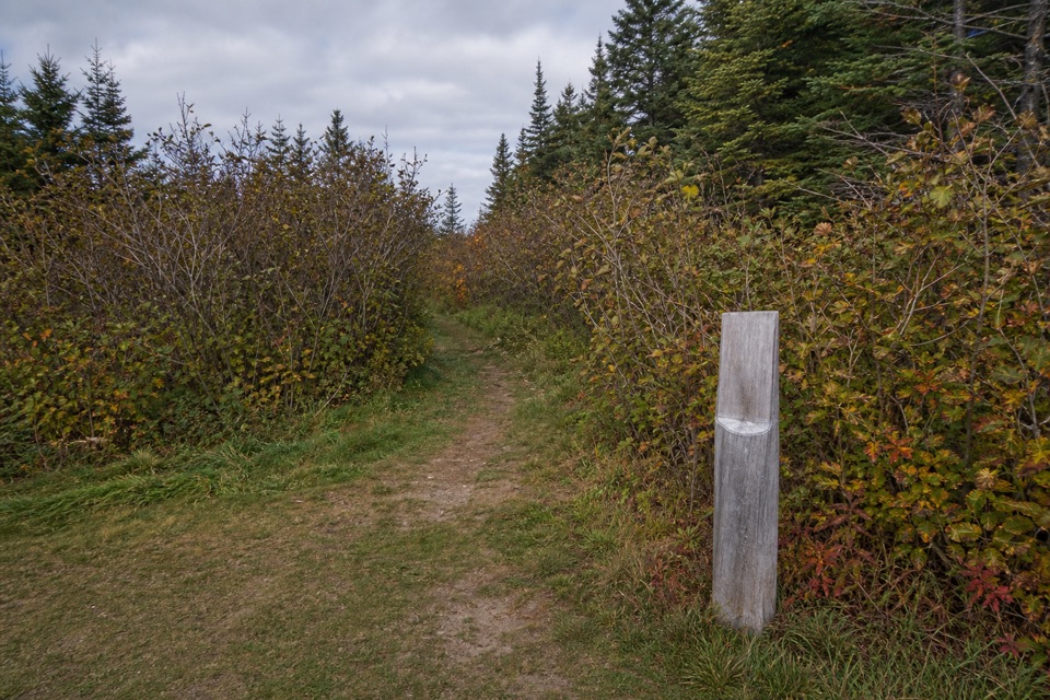 Alder Trail in Acadia National Park