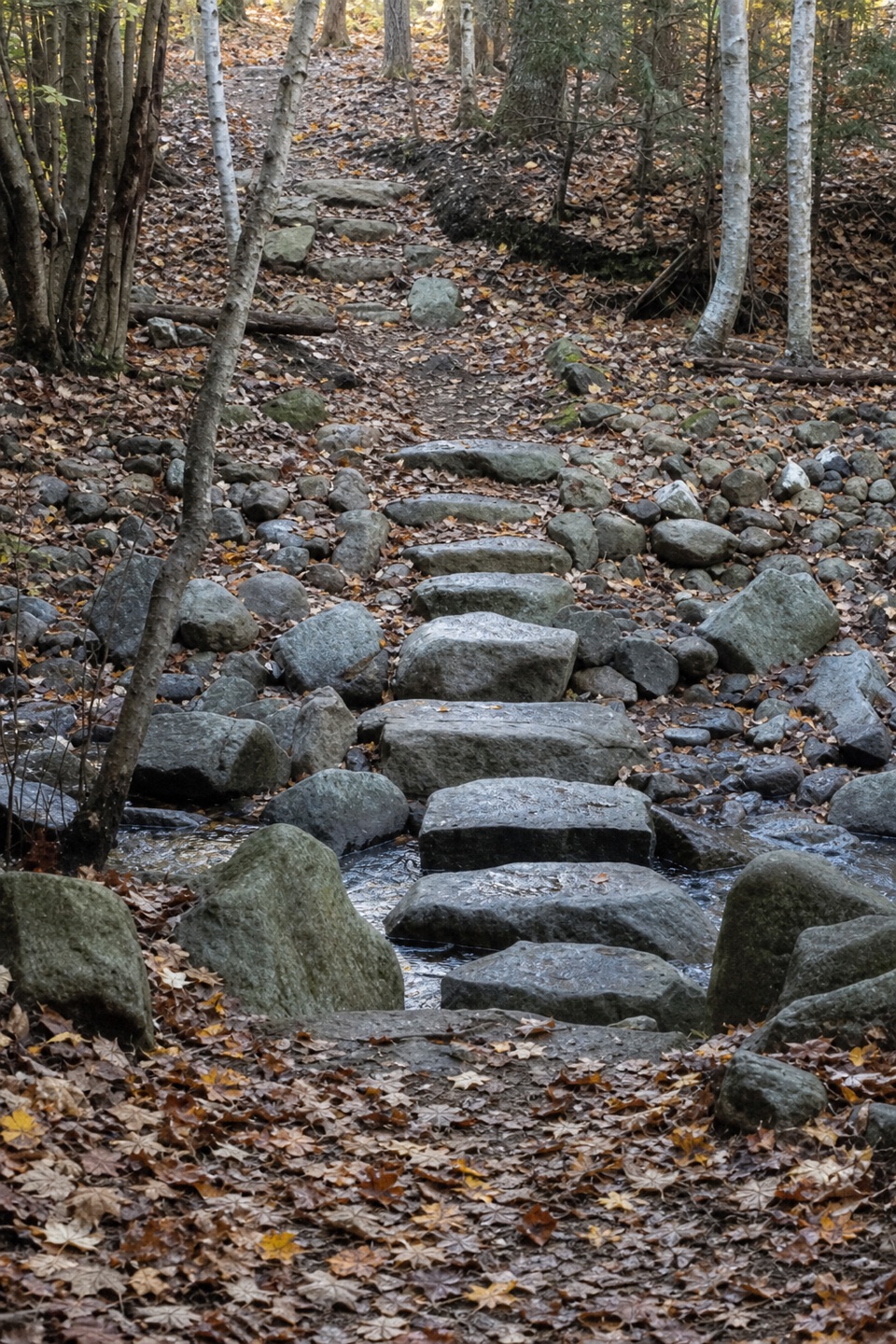 Kebo Brook Trail in Acadia National Park