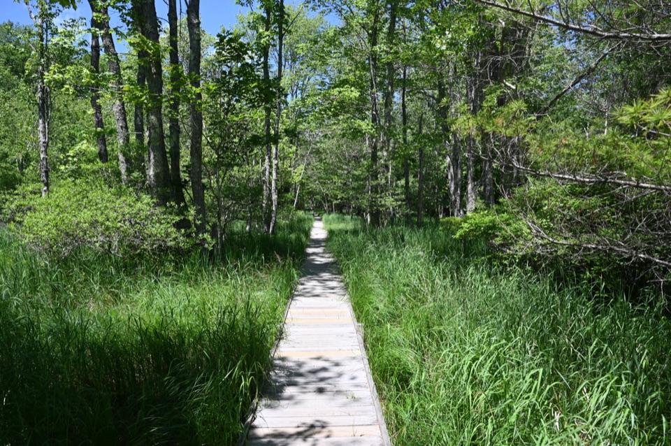 Jesup Path and Hemlock Path Loop in Acadia National Park