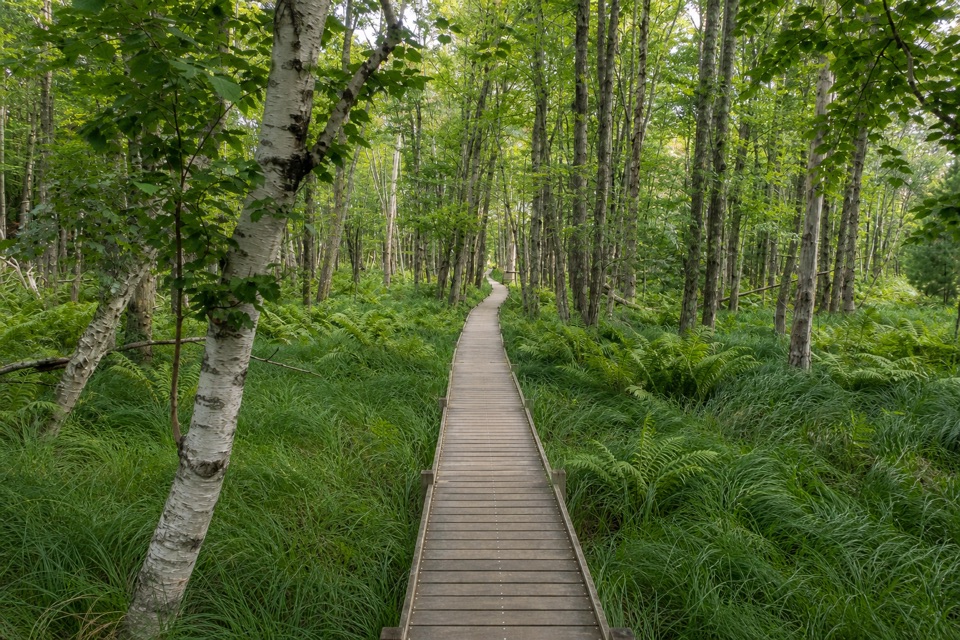 Hemlock Trail in Acadia National Park