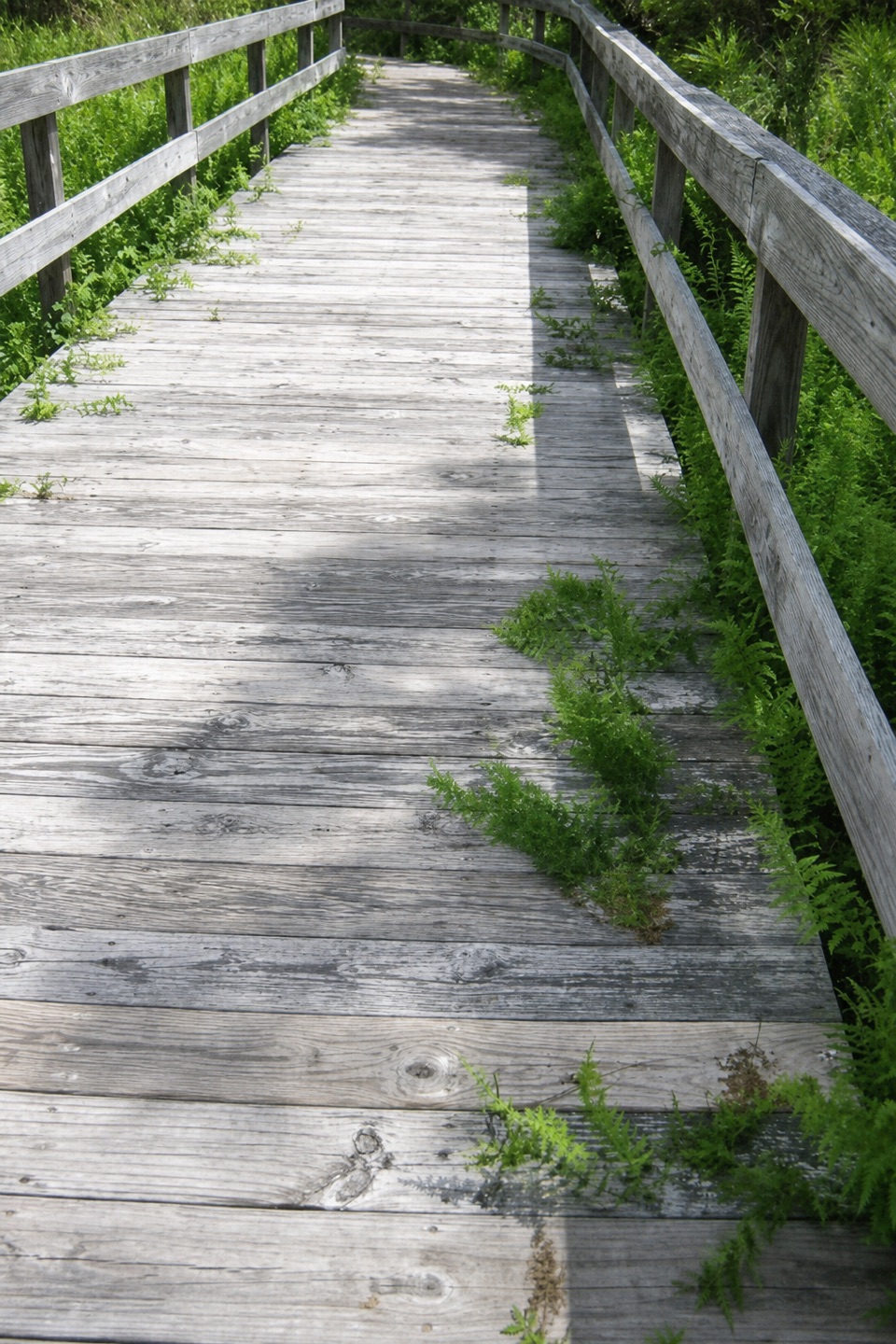 Ocracoke Multi-Use Path in Cape Hatteras National Seashore