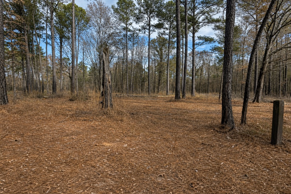 Longleaf Trail in Congaree National Park