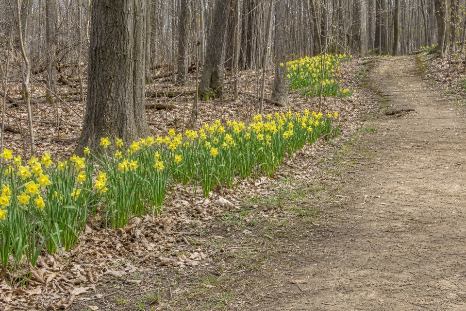 Daffodil Trail in Cuyahoga Valley National Park