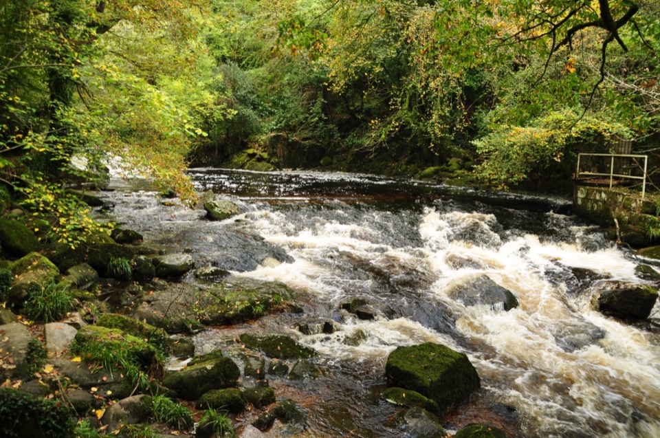 Longtimber Woods Walk in Dartmoor National Park