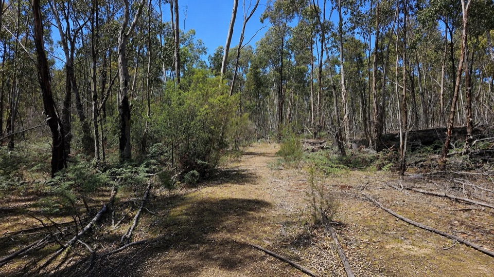 Red Gum Walk in Grampians National Park
