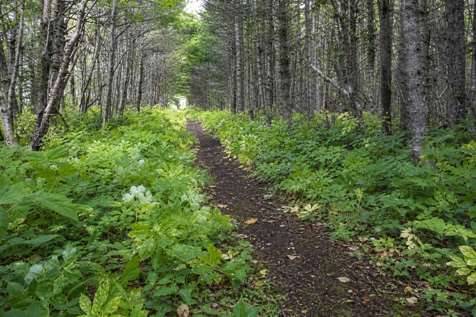 Old Mail Road Trail in Gros Morne National Park