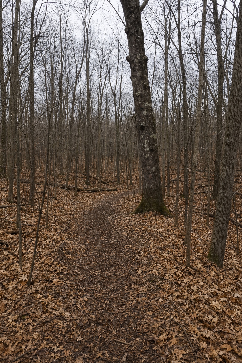 Heenan Trail in Indiana Dunes National Park